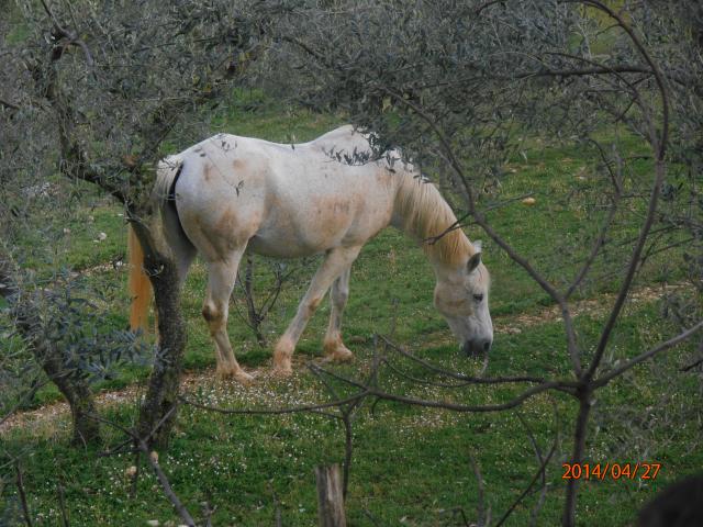 P4270015